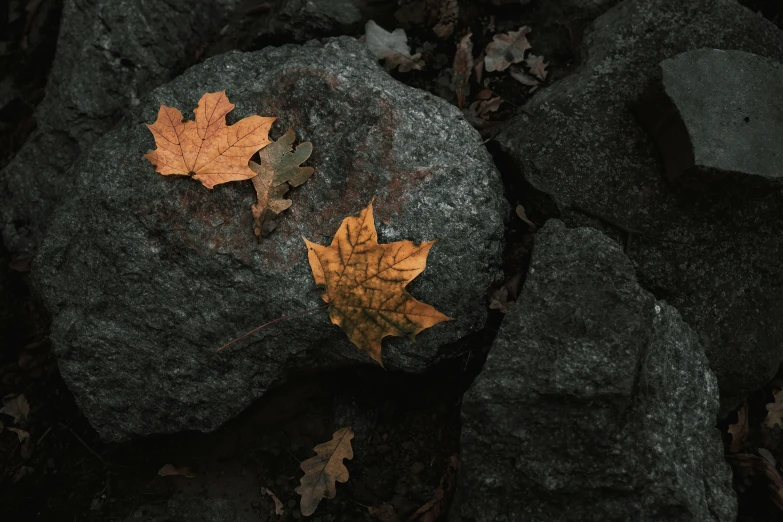 two fallen maple leaves on some black rocks