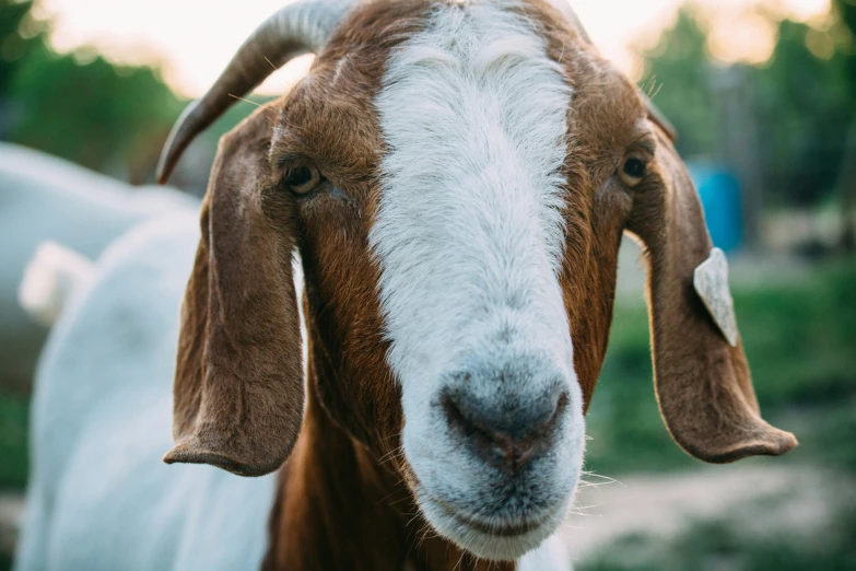 a goat in a field looking at the camera