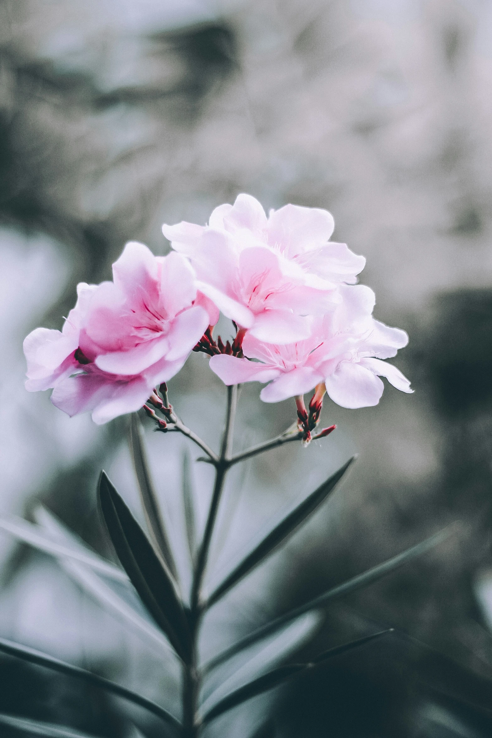 pink flower on black and white background with blur