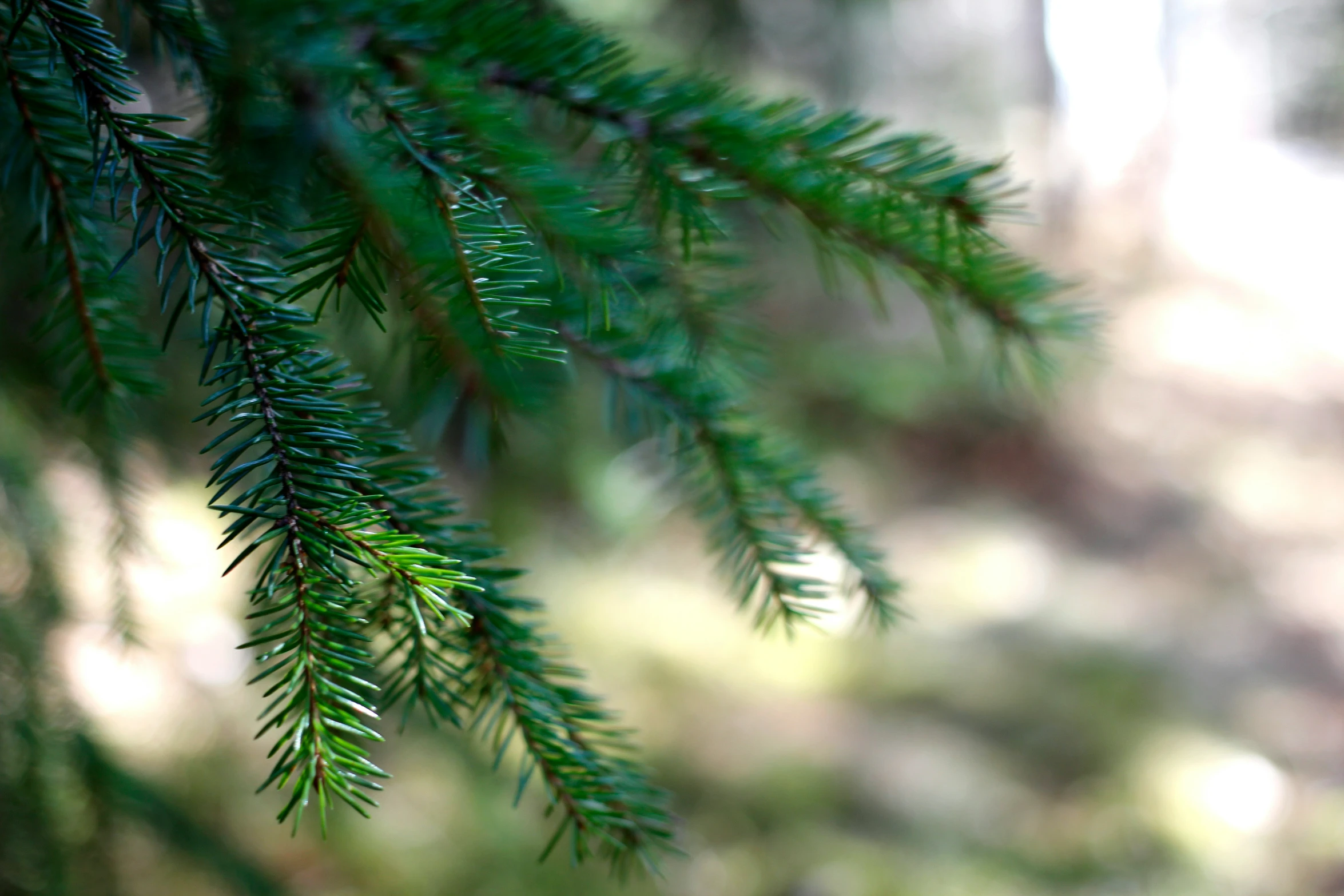a close up of a nch of a fir tree
