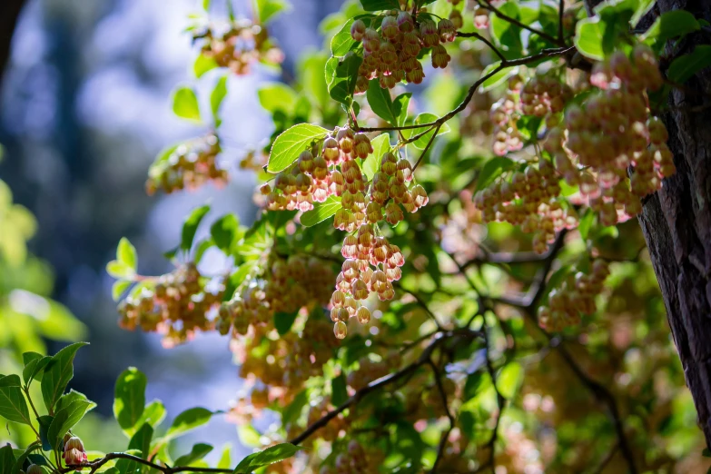 some pretty pink flowers are growing on a tree