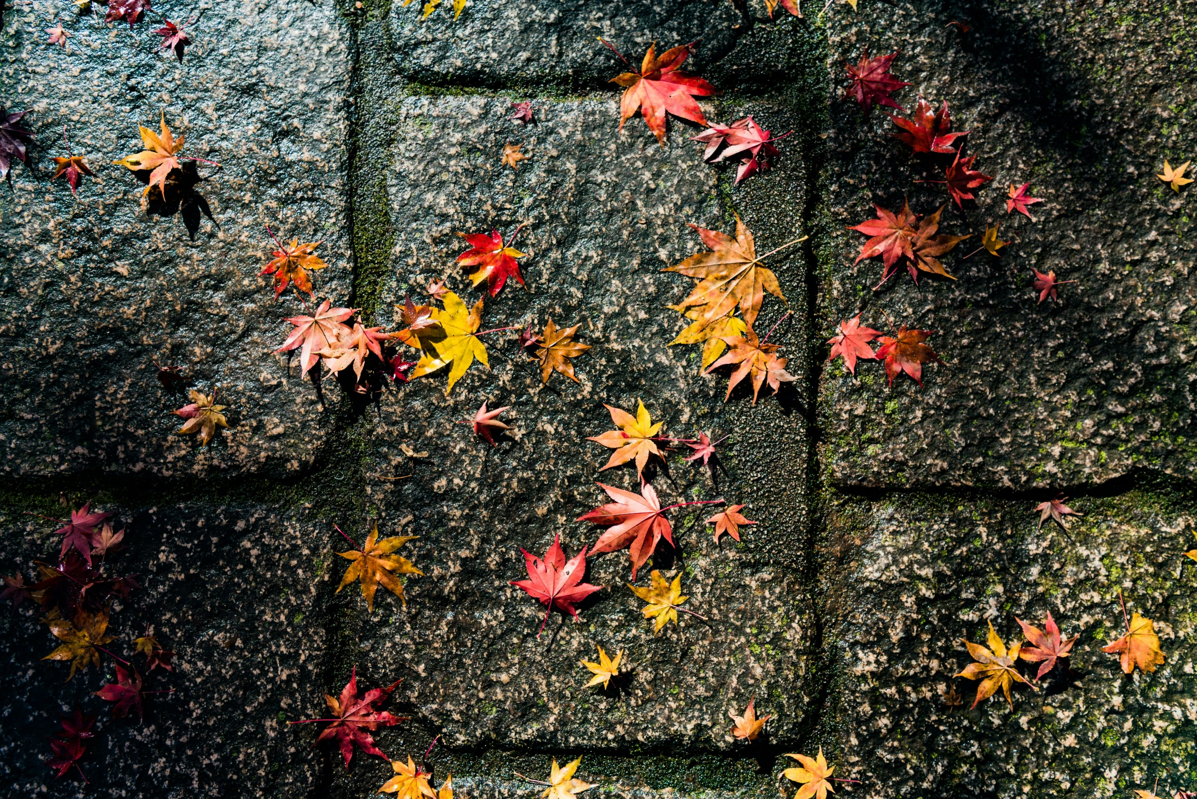 a block wall with leaves falling from the middle of it