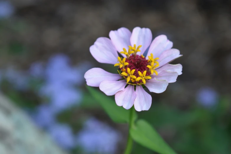 this flower has pink petals and yellow stamen