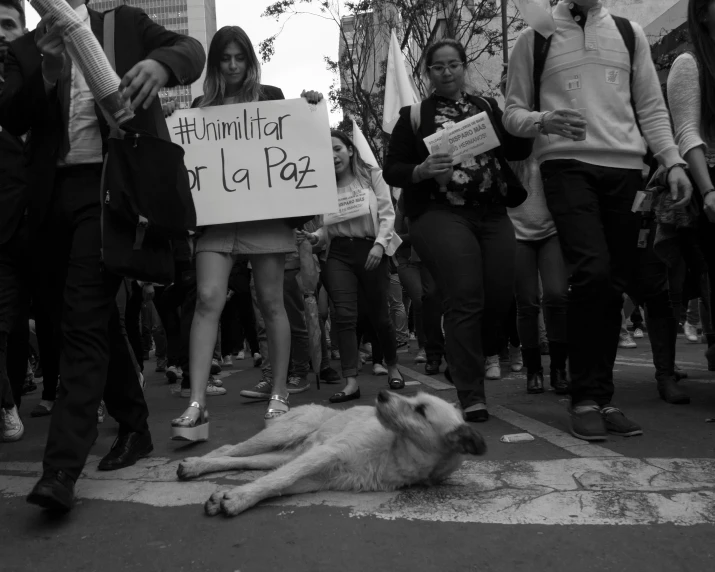 protesters in the city holding signs next to their dogs