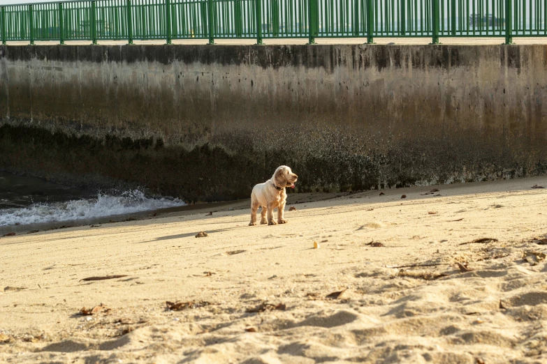 a dog is walking in the sand near the beach