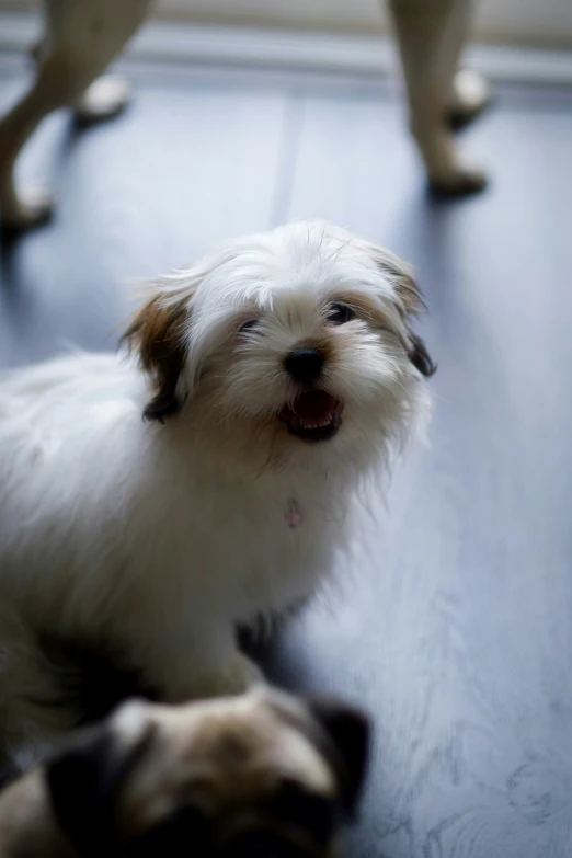 a dog with long hair laying on the floor