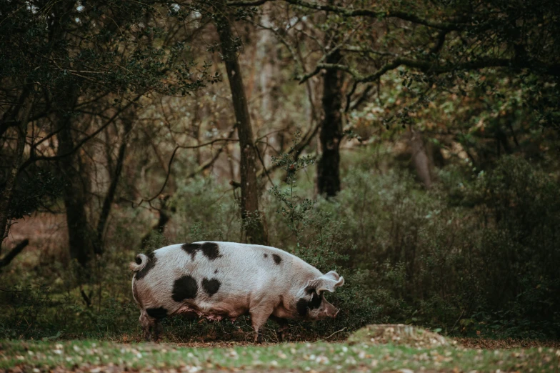 a large black and white pig is standing in the grass