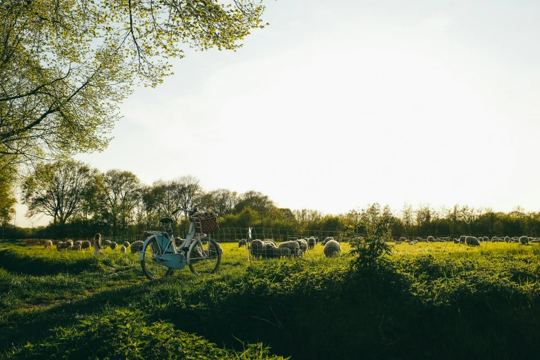 people walking through a grassy field near a tree