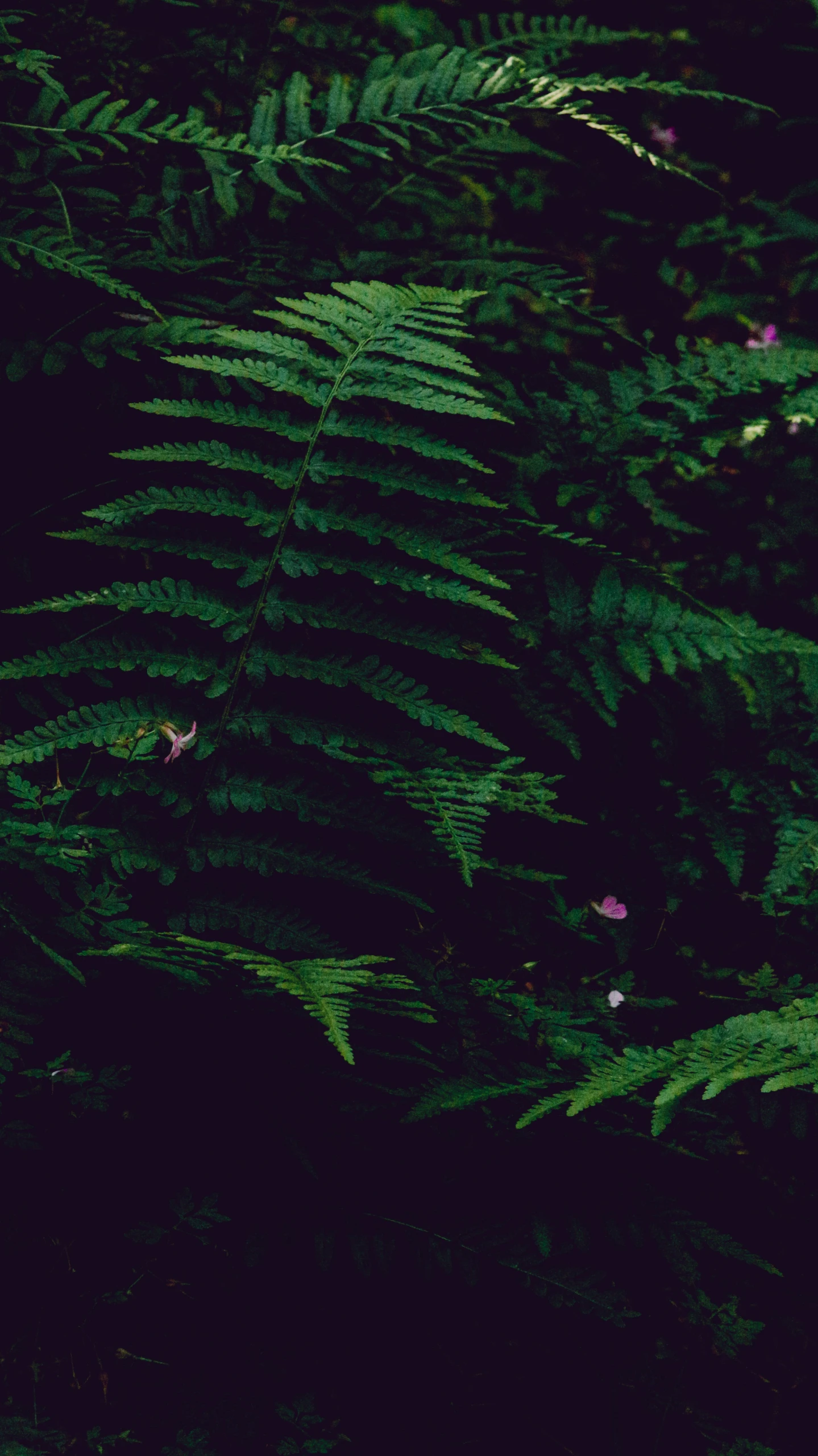 several fern leaves are shown against a dark background