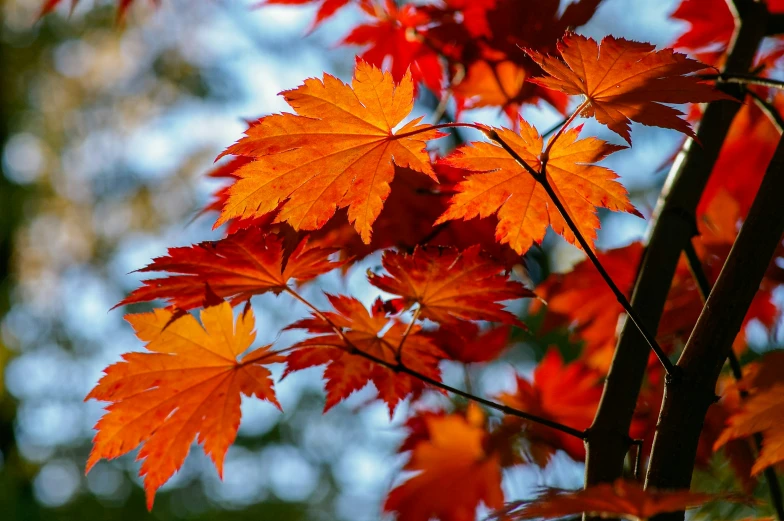 a nch with many bright red leaves hanging off of it