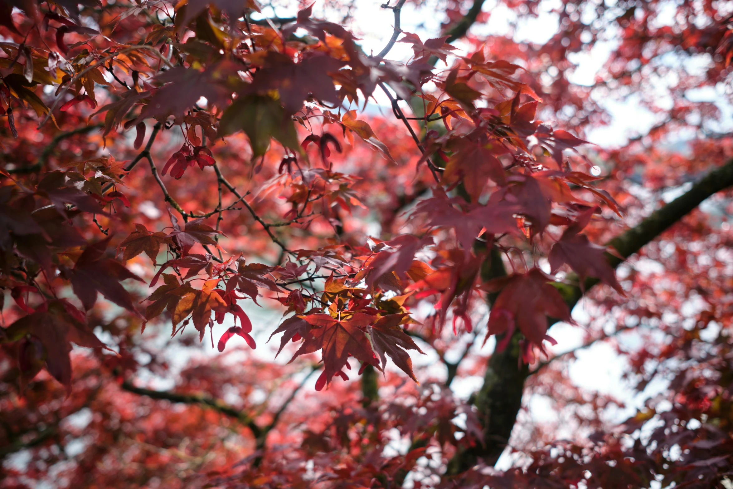 red autumn leaves on tree during daytime near by