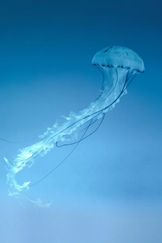 an image of a jellyfish that is floating in the water