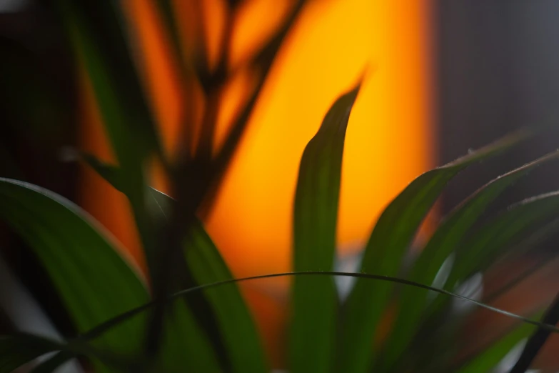 a green plant has a yellow light behind it