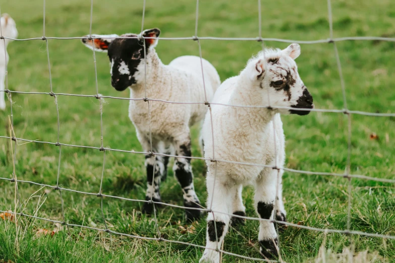 two baby sheep standing next to each other