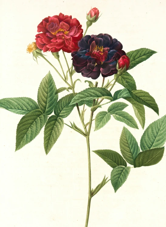 the drawing is showing the flowers with the leaves