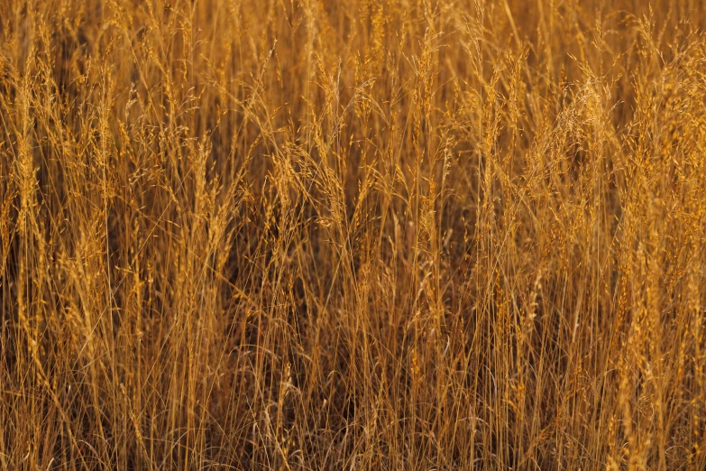 a field of tall grass with brown colors