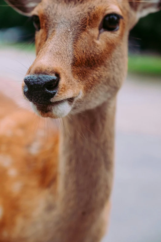 the head of a brown deer, looking at the camera