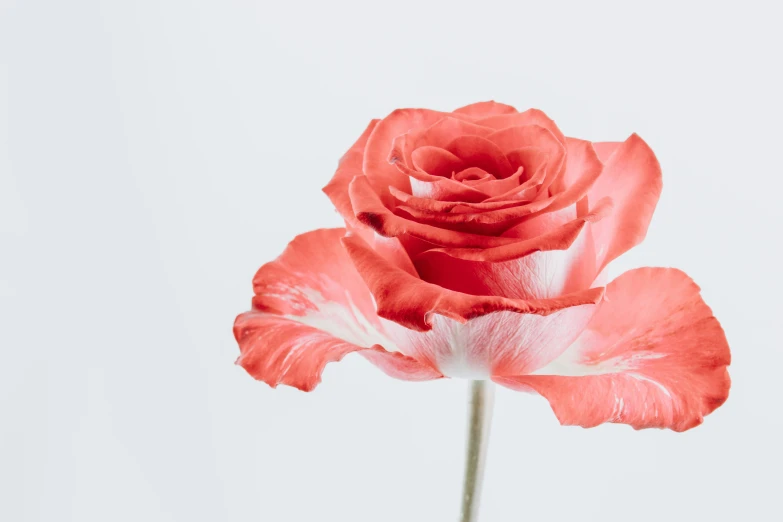 the two red flowers are standing upright