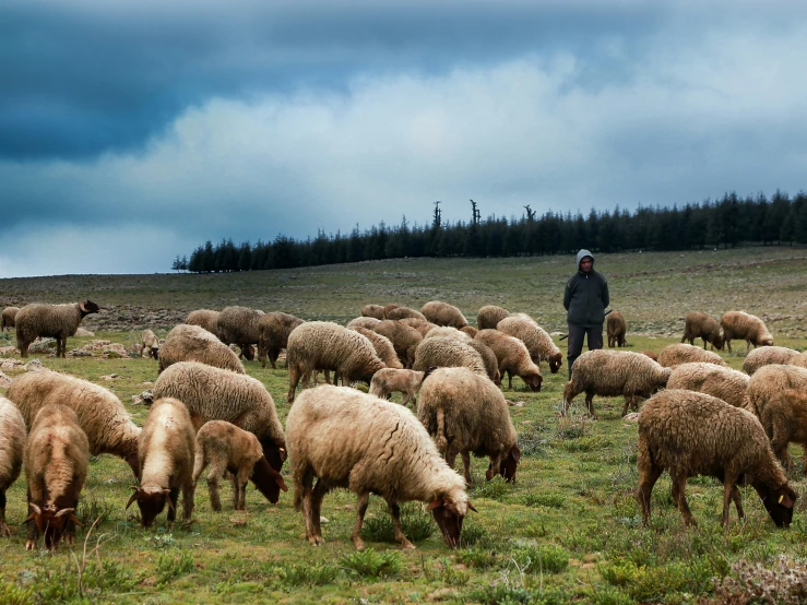 man in grey coat among some sheep and grass