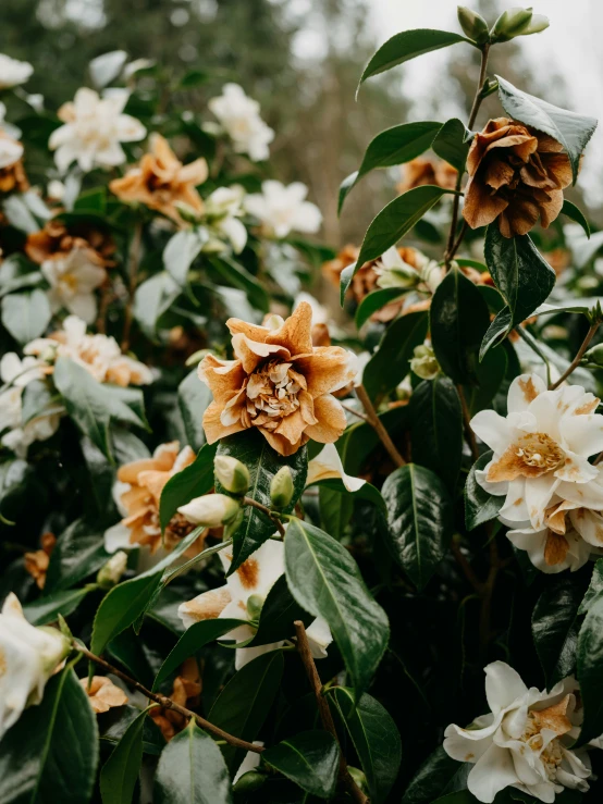 some white and orange flowers are near a tree