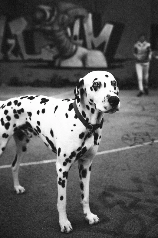 a dalmation is on a tennis court