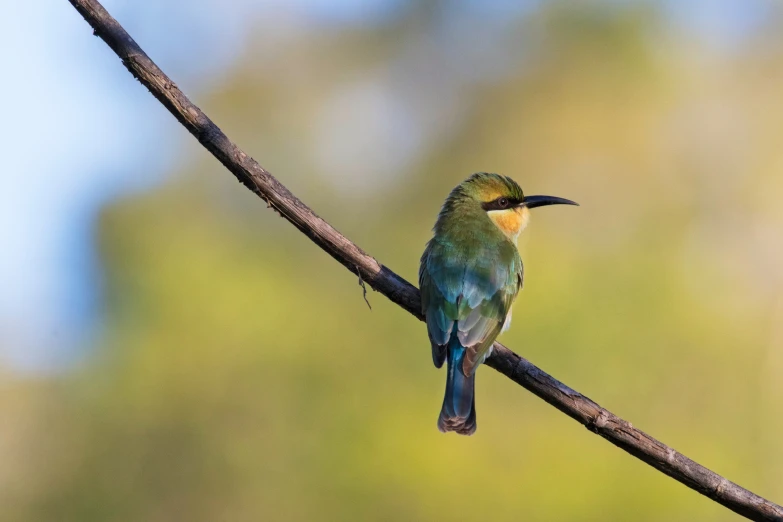 a green bird sitting on top of a tree nch