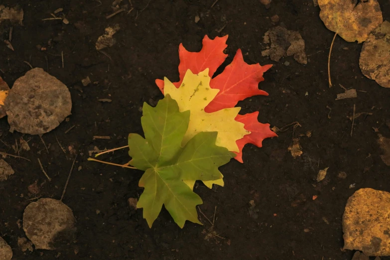a single red and green leaf is on the ground