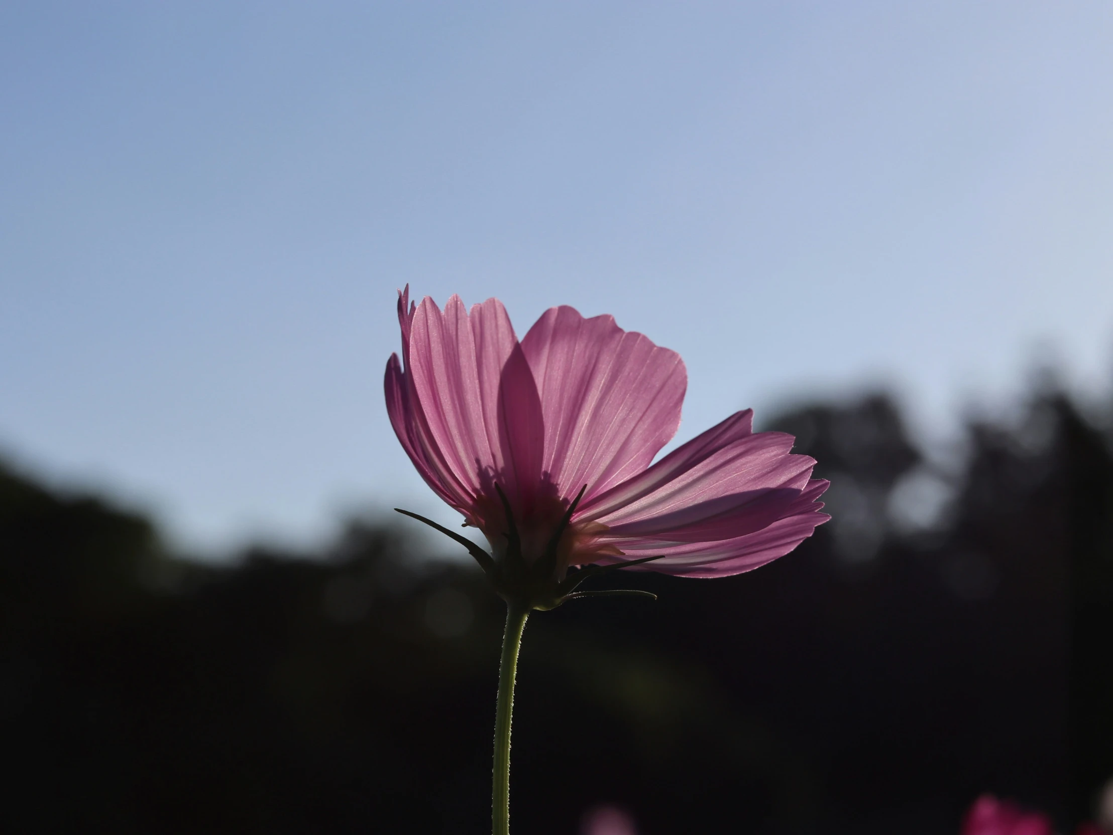 a large purple flower on a tall stem with some leaves