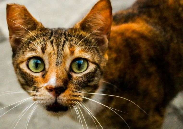 a cat with big blue eyes staring at the camera