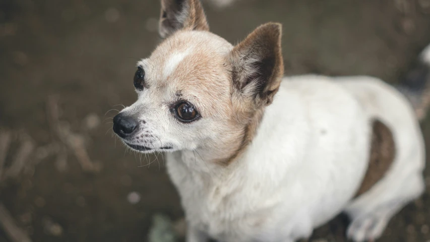 this is an image of a small white and brown dog