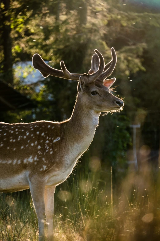 a deer with antlers that have been pographed in the sun