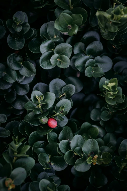 a small red object sitting between green leaves