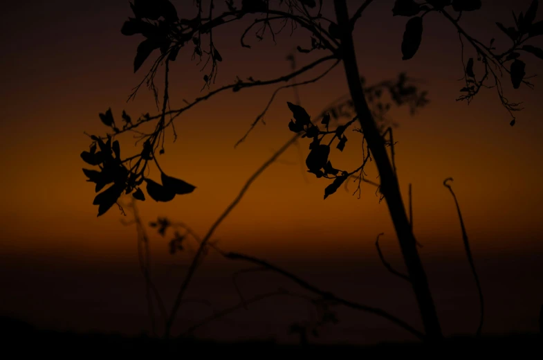 silhouette of leafy nches at sunset with a small orange moon in the distance