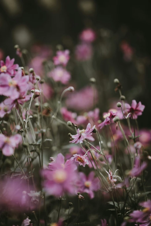 pink flowers in an open field with some weeds