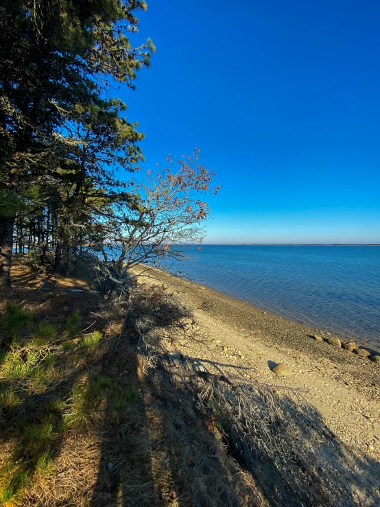 a beach by the ocean with trees and water