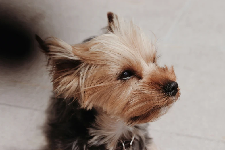 a little yorkie dog looks up at the camera