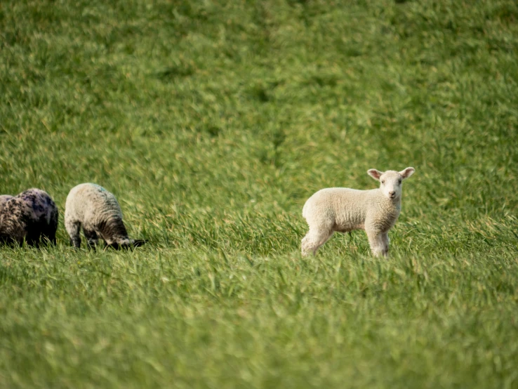 two lambs are walking in the green grass