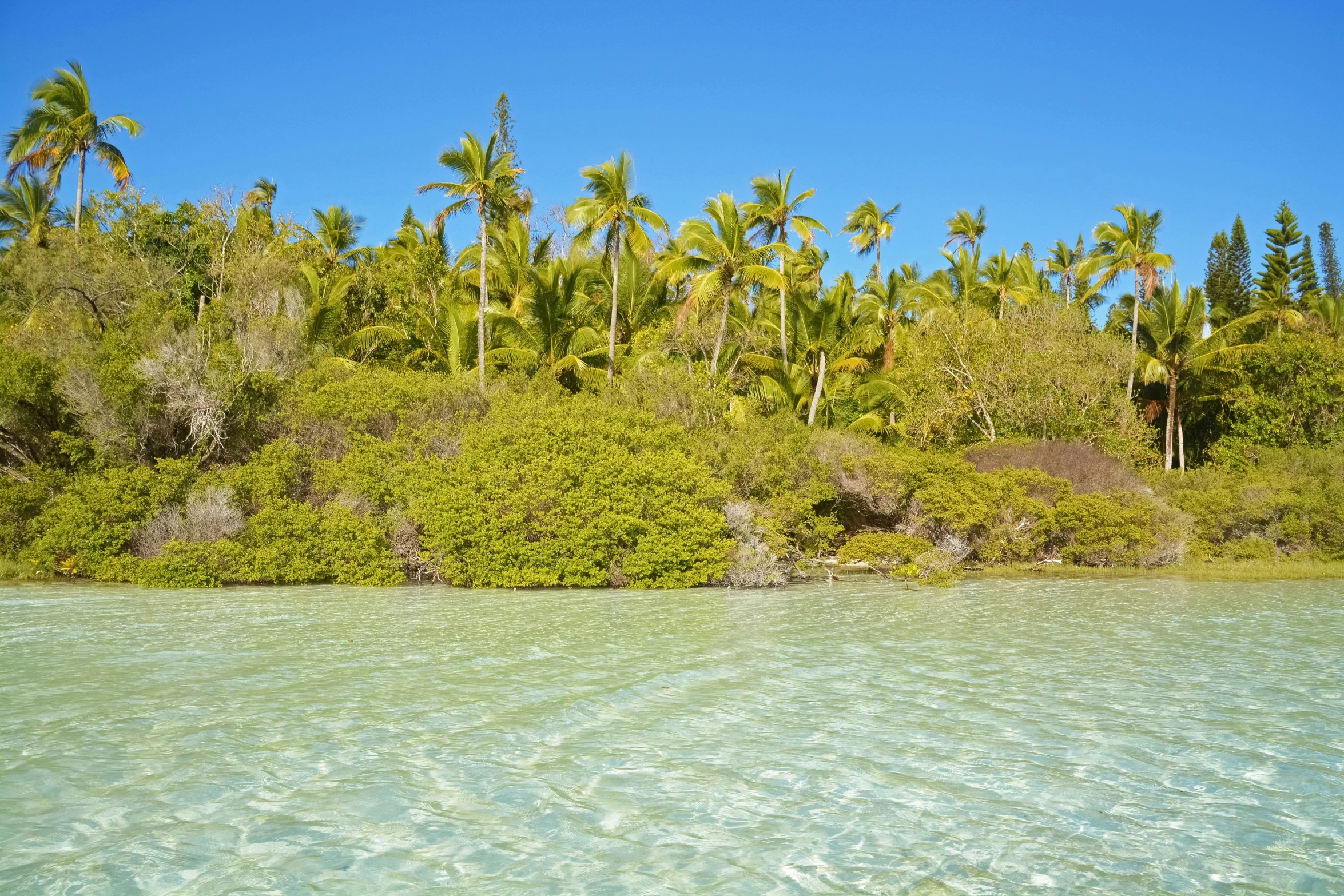 a beach with some trees and bushes next to it