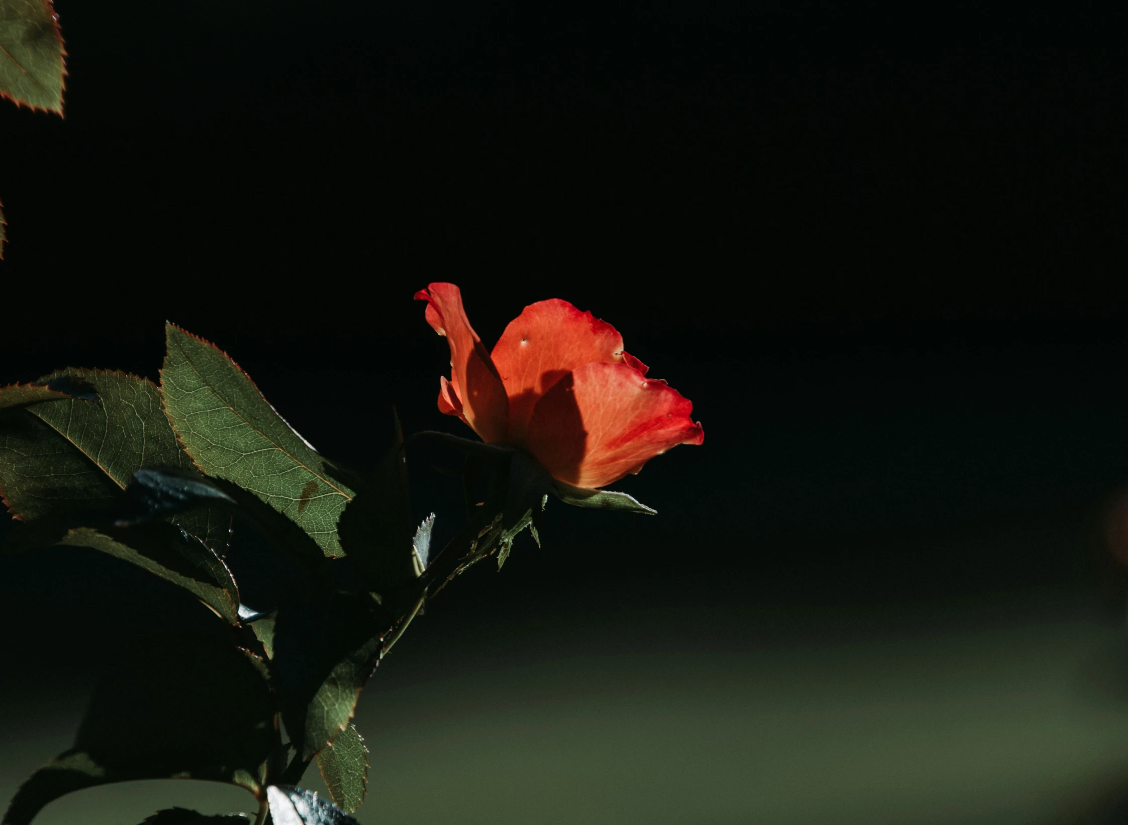 a single rose is in the middle of a vase