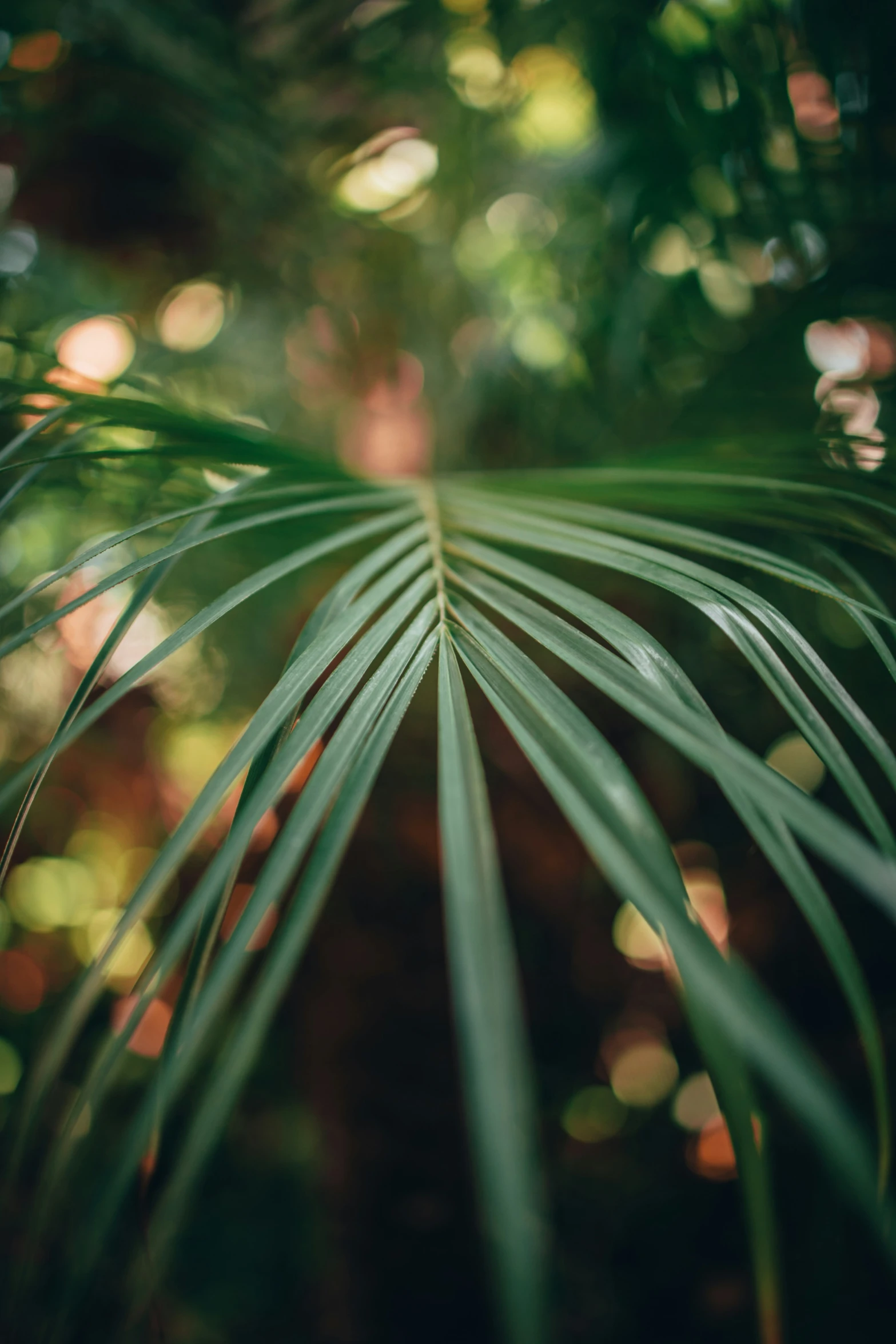 a green palm tree leaf from below