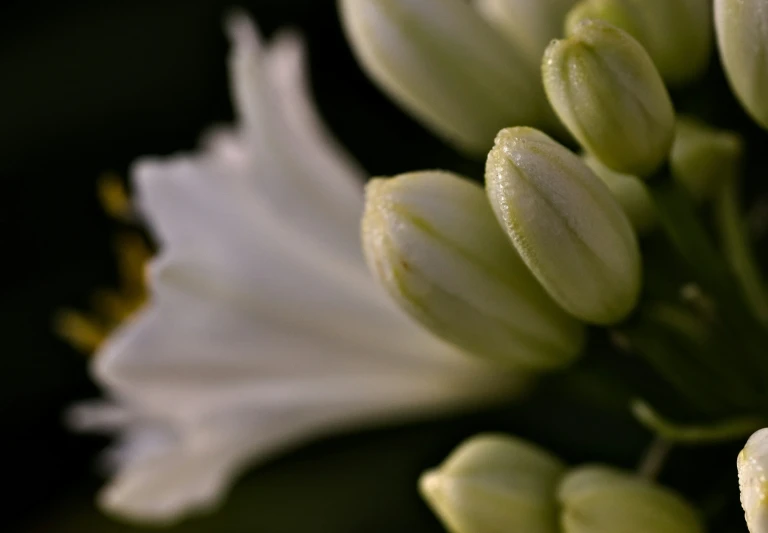 a cluster of flowers blooming with dew on them