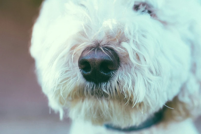 a white dog with a small round nose