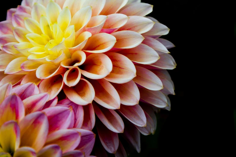 this dahlias is bright and beautiful, with an odd flower shape