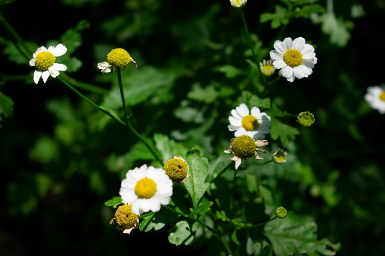 a green background with a white and yellow daisy