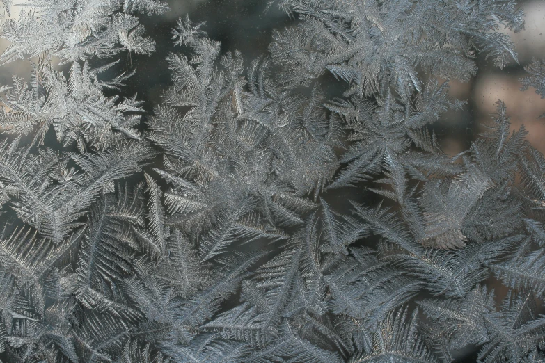 a frosted glass surface with trees on it