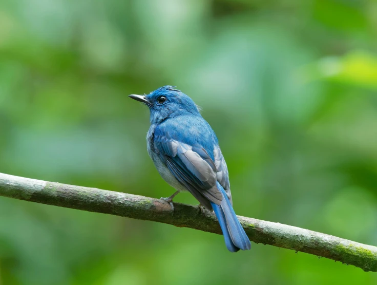 a small blue bird sits on a small nch