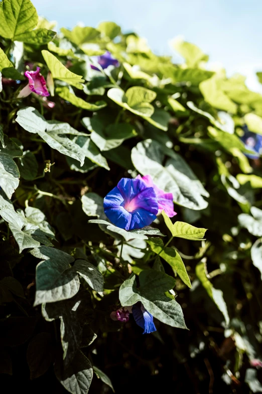 purple flowers on green leaves growing in the garden