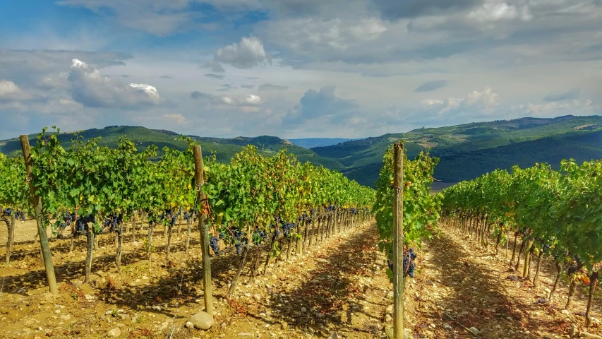 vineyard with trees and mountains in background