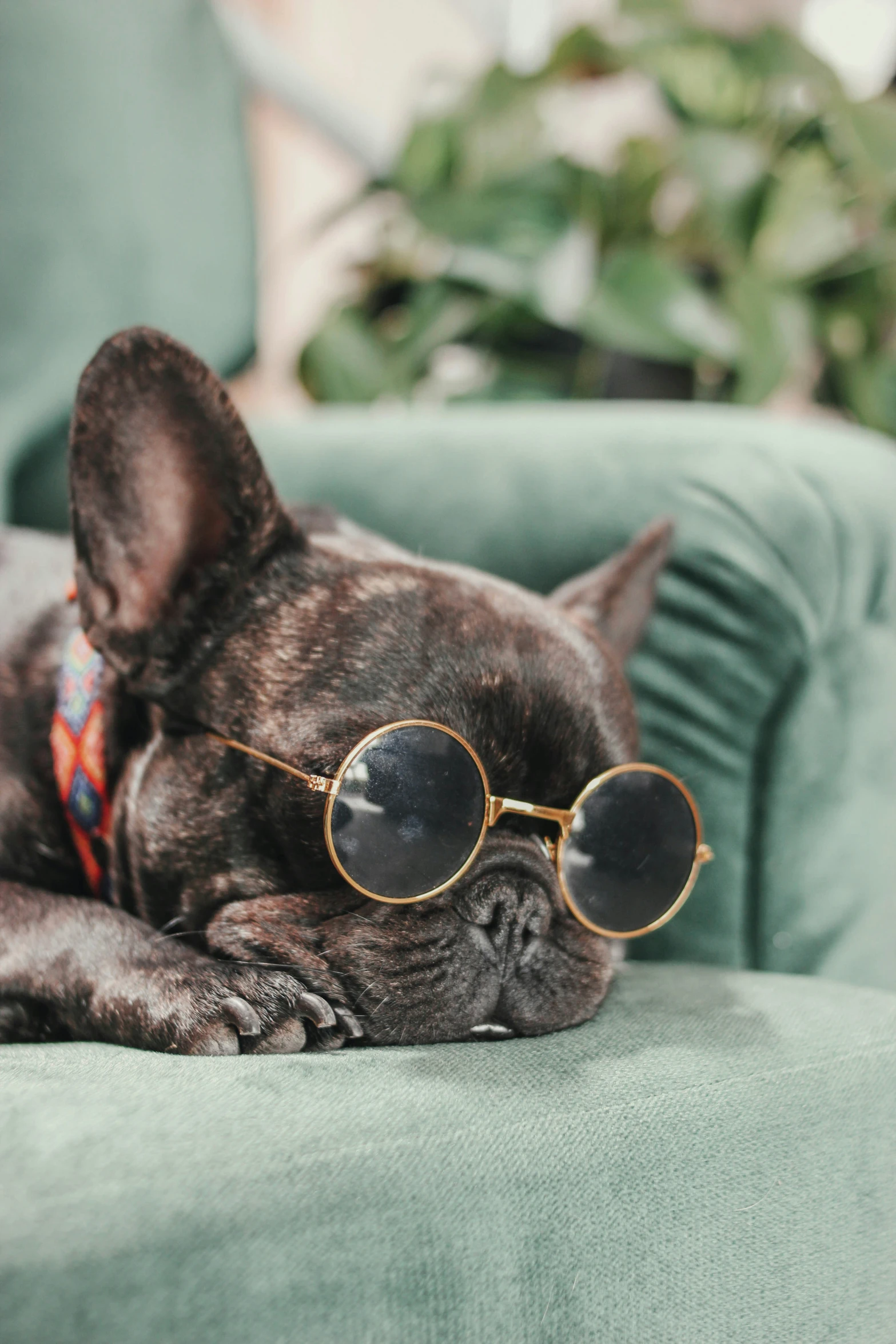 a black dog wearing sunglasses and laying on top of a chair