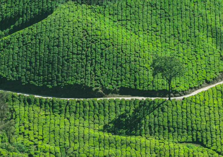 an image of a road winding through a lush green forest